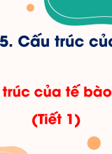 Bài 8. Cấu trúc của tế bào nhân thực (Tiết 1)